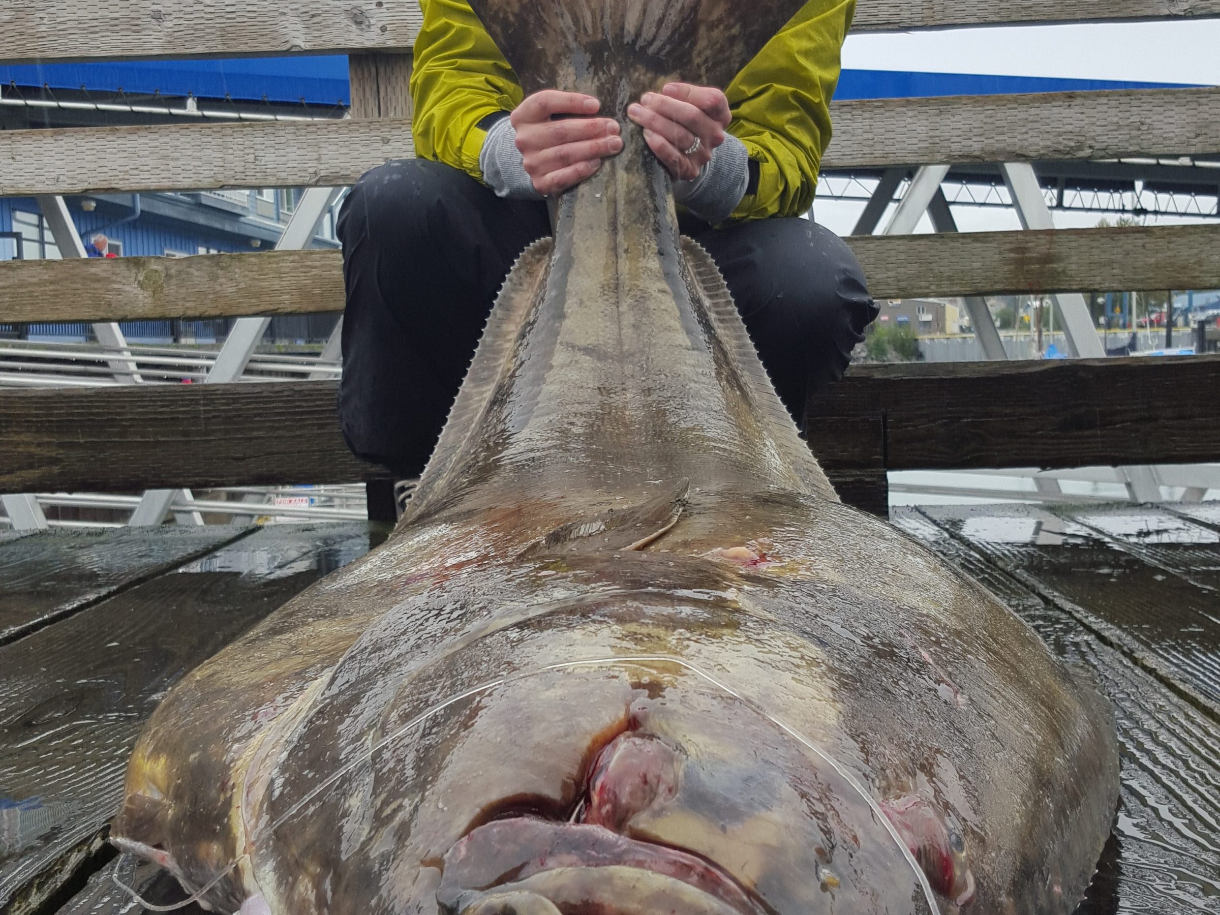 Person kneeling on dock, holding large fish by the tail, smiling at the camera.