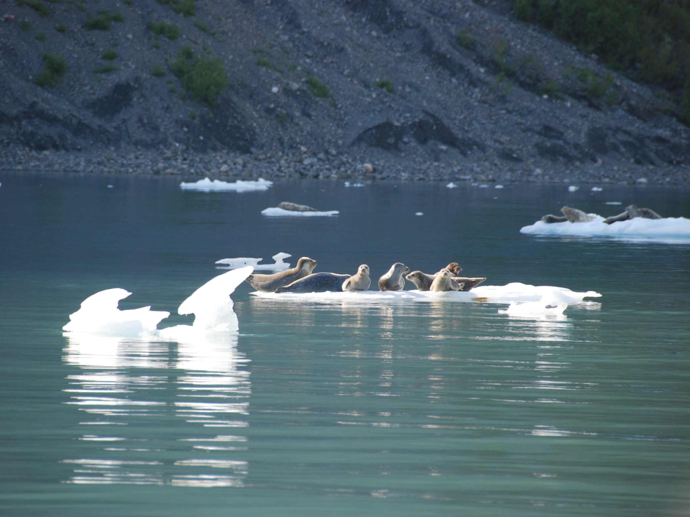Group of seals resting on floating ice in a calm, reflective lake with distant rocky shoreline.
