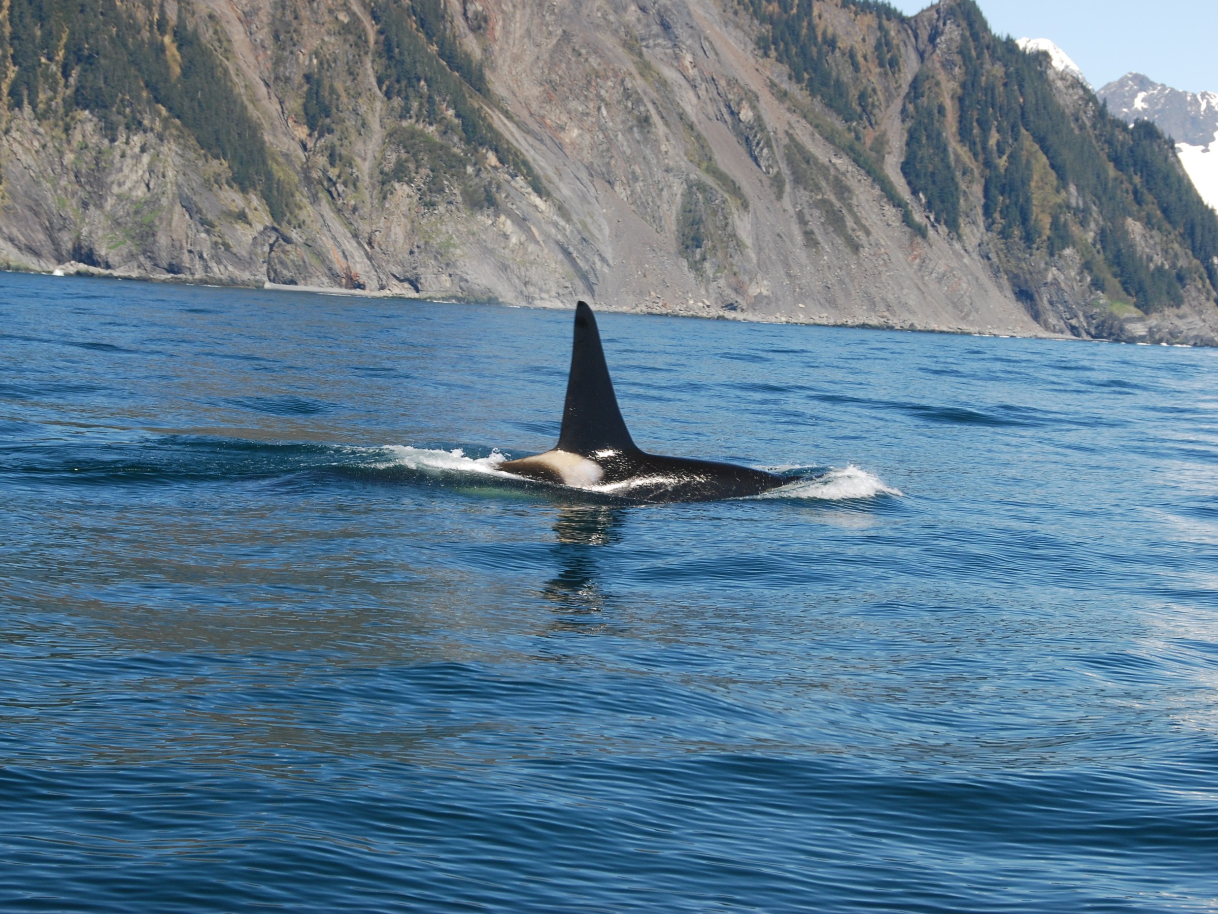 Orca swimming in blue ocean near rocky coastline with mountains in the background.