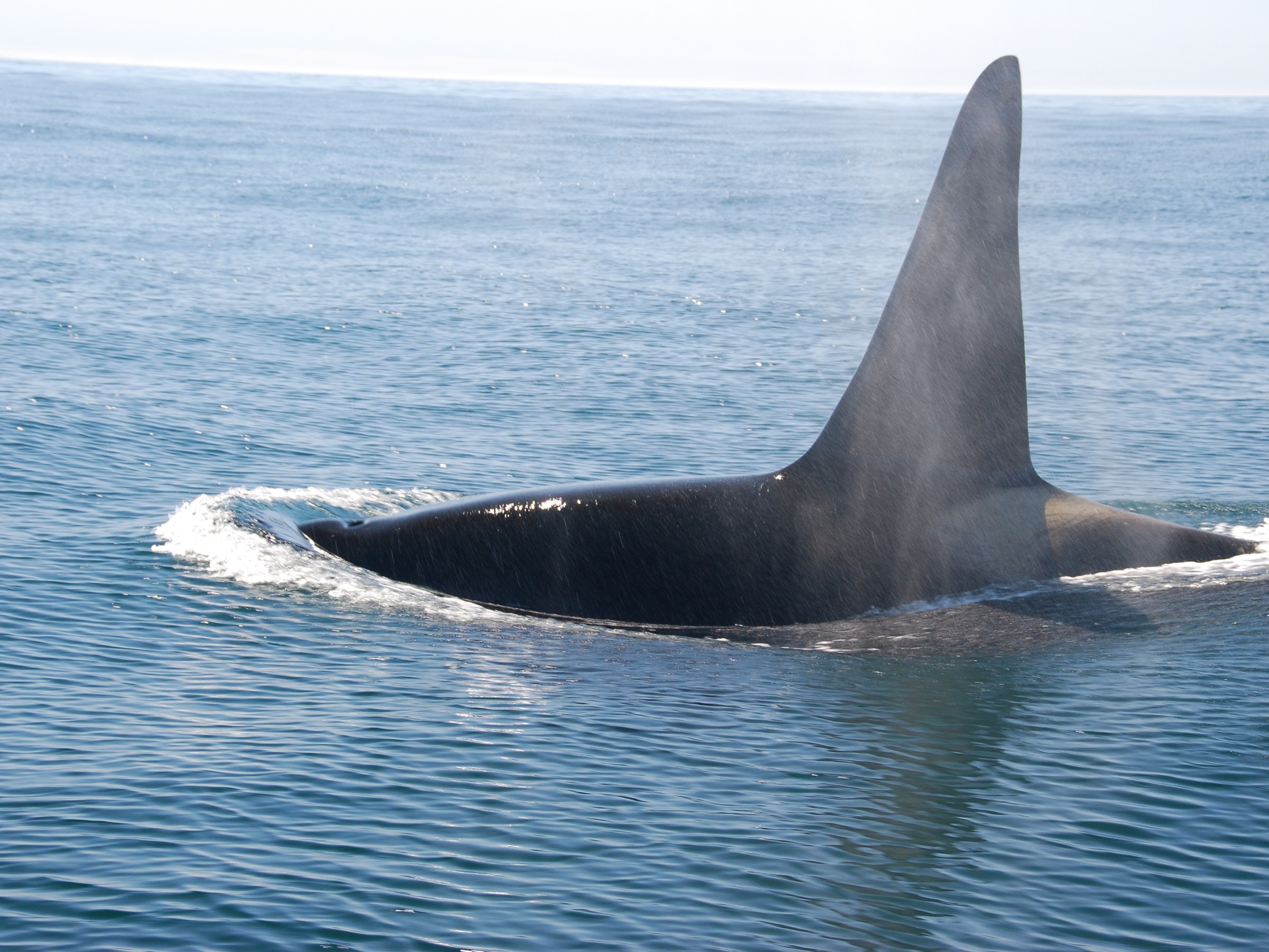 Orca surfacing in ocean with dorsal fin visible above water.