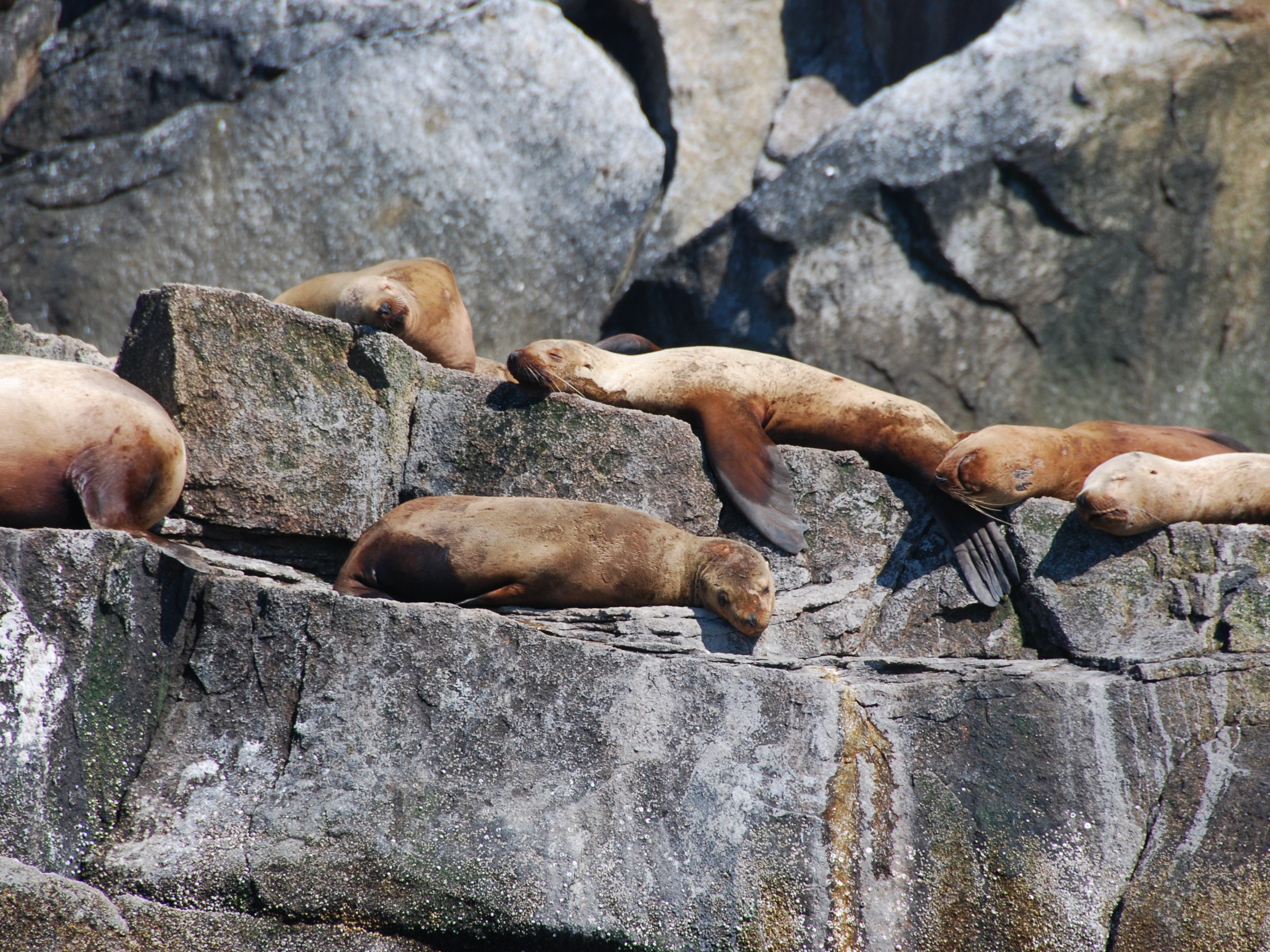 Sea lions resting on rocky cliffs in bright sunlight.