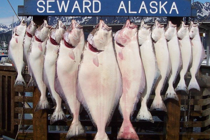 Twelve large fish hanging under a 'Caught at Seward, Alaska' sign.